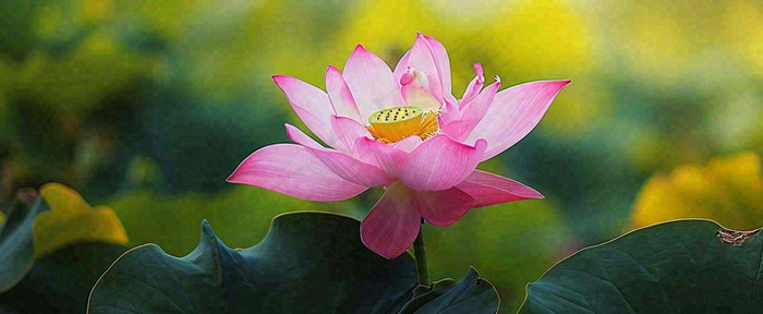 夏天荷花荷花池荷叶，处暑小暑大暑夏至立夏摄影图