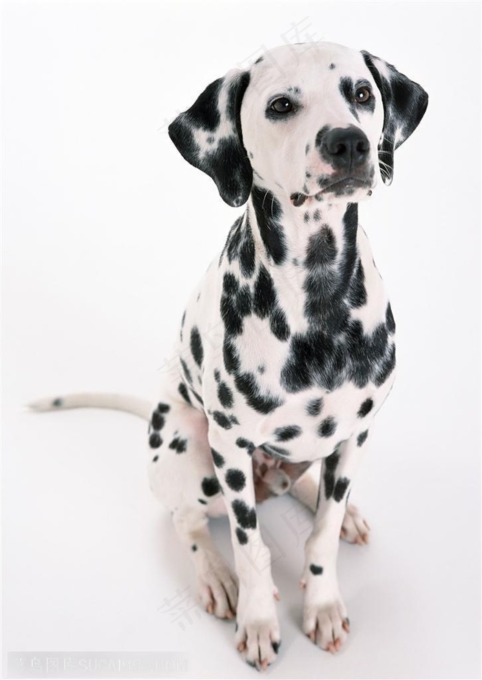 中型犬 正面坐着的斑点狗 菜鸟图库