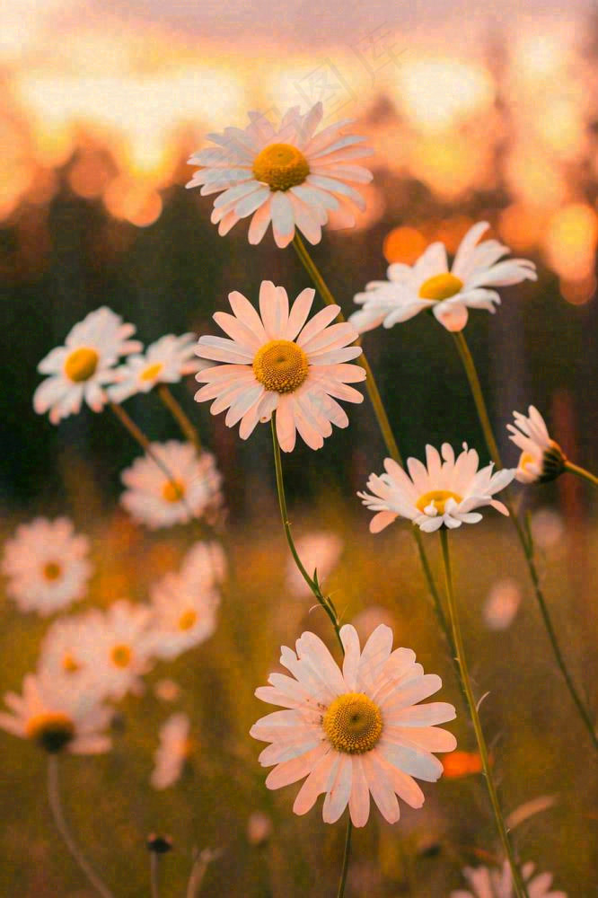 落日小花小草花朵特写，郊游玩耍意境摄影图