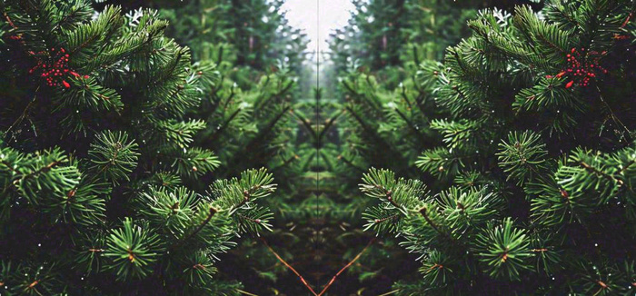 绿色绿植枝叶镜像镜头，新鲜生命力摄影图