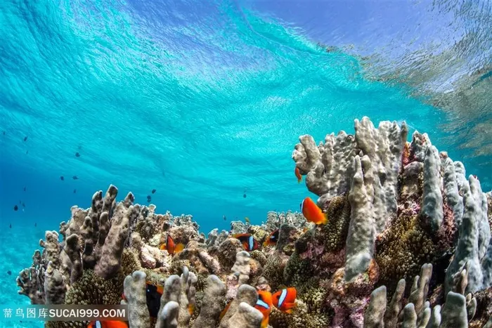 美丽海底珊瑚鱼高清图片