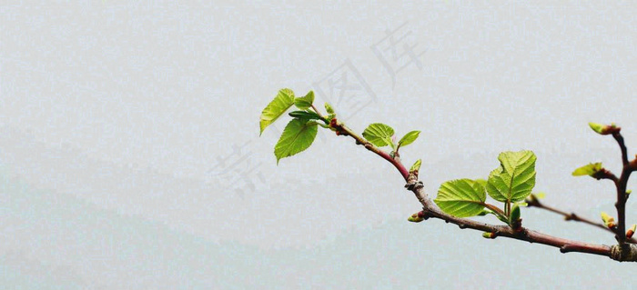 春天枝叶萌芽发芽绿叶，简约清新立春摄影图
