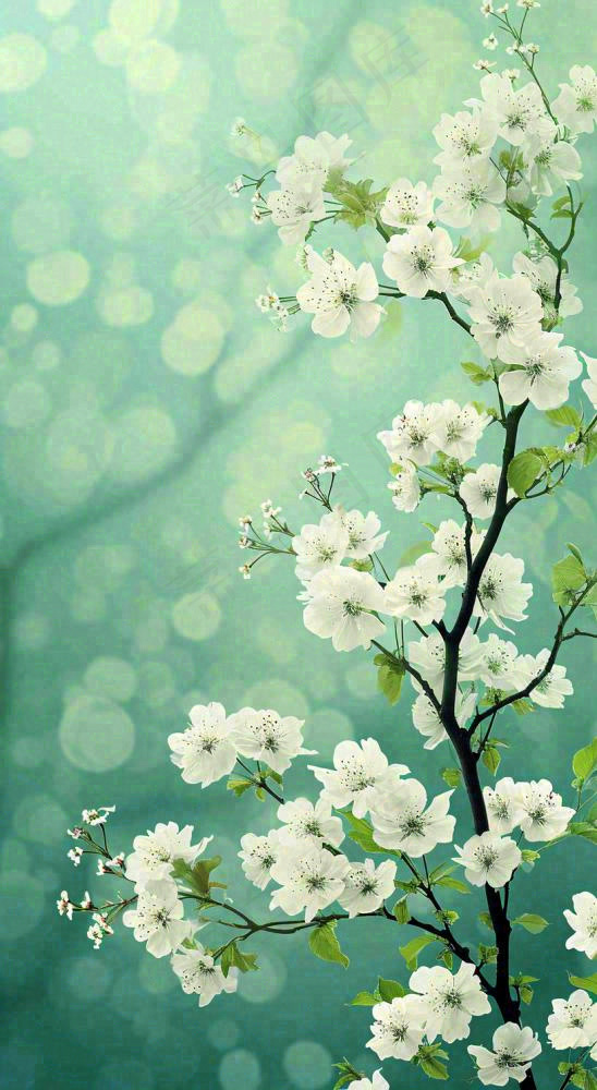 春天枝头上开满花朵，春分摄影图