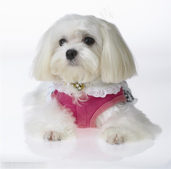 迷你犬 正面趴着的可爱宠物狗狗西施犬 菜鸟图库