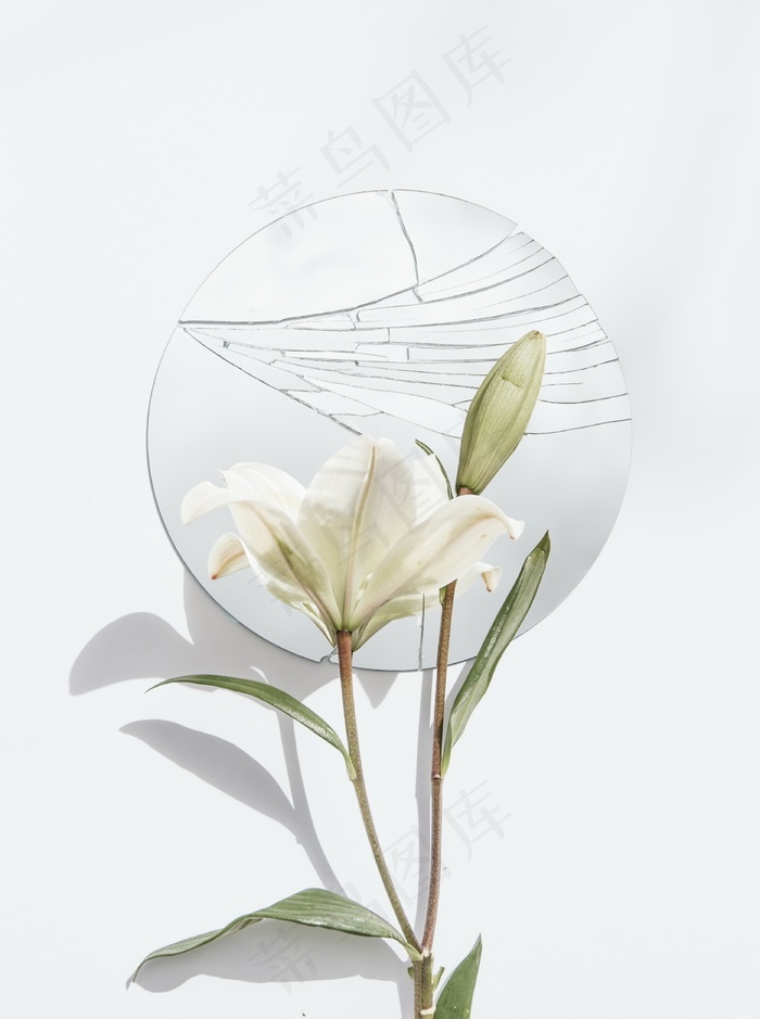 白色香水百合花图片 菜鸟图库