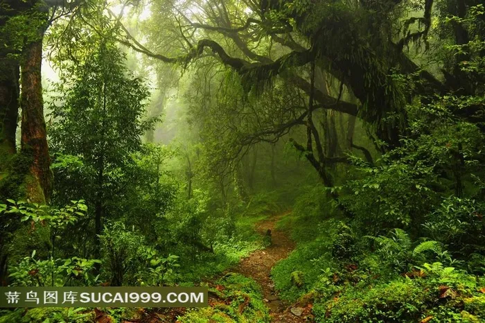 树林系列 - 美丽幽静的林中小路