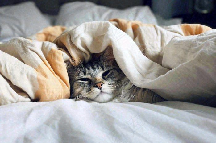 被窝里睡觉的猫猫，可爱的动物摄影图
