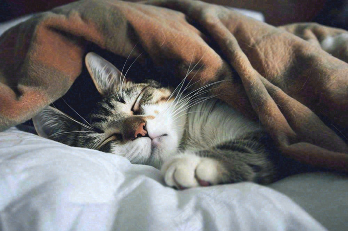 被窝里睡觉的猫猫，可爱的动物摄影图