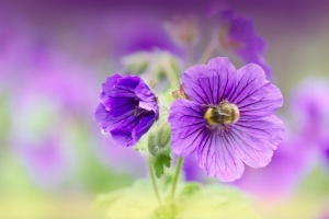 采蜜的蜜蜂紫色小花