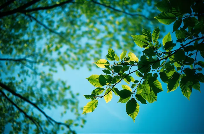 树枝上的绿色叶子映衬着蓝天摄影图桌面壁纸