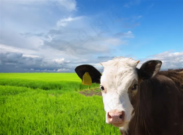 蓝天白云下的绿草地和小奶牛高清图片