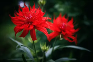 红色花朵摄影图