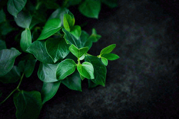 清新绿叶绿植植物叶子特写立夏夏至大暑春夏摄影图