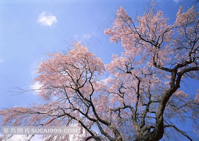 高清武汉樱花树图片