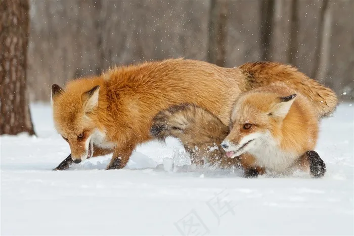 打闹的红狐图片动物大全