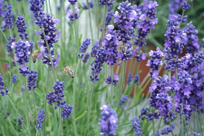 薰衣草蓝紫色花图片