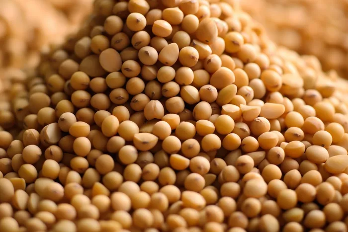黄豆豆子粮食摄影图
