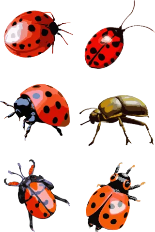 春天昆虫甲虫元素插画