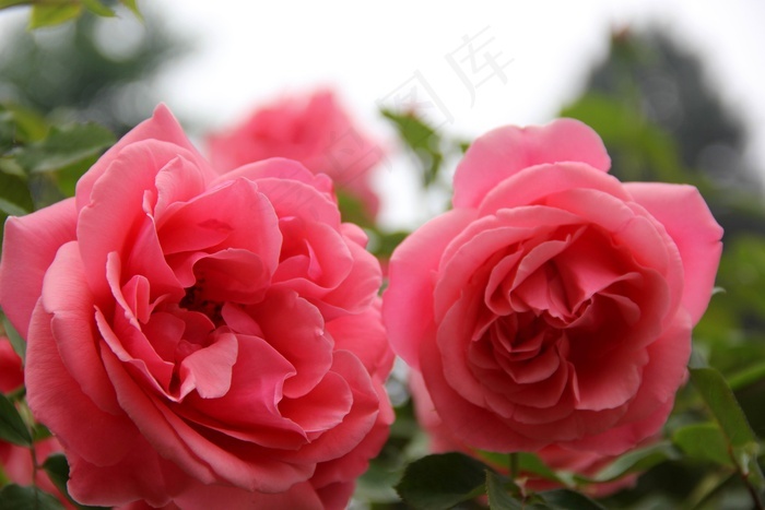 月季花高清图片 菜鸟图库