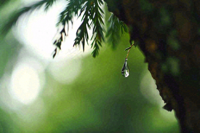 绿色树林里面下雨过后的松枝挂着水滴摄影图