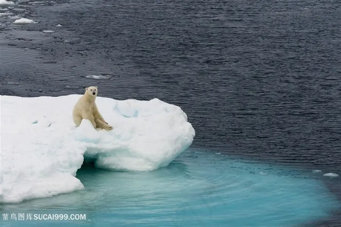 雪白冰块上的北极熊图片