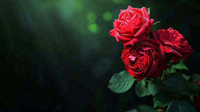 红玫瑰鲜花艳丽，花朵暗黑摄影图