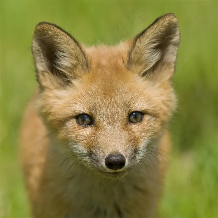 可爱乖巧的小狐狸图片动物大全