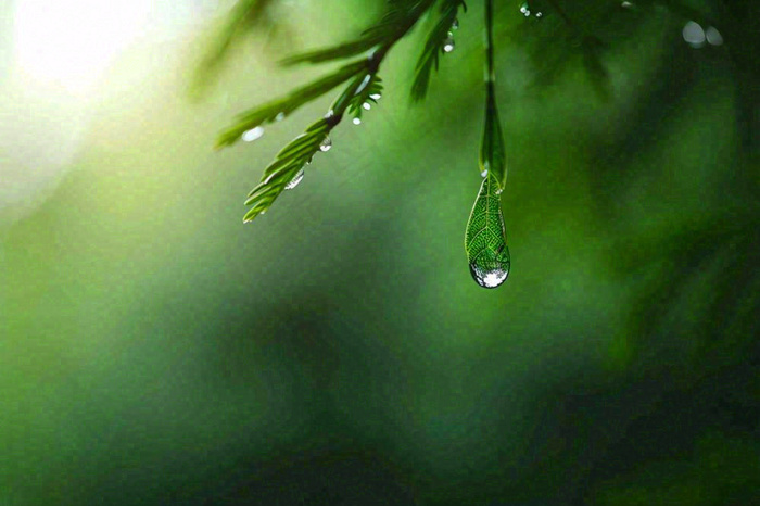 绿色树林里面下雨过后的松枝挂着水滴摄影图