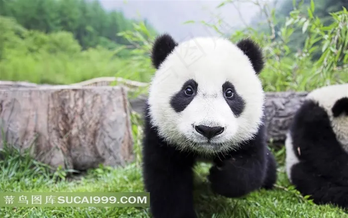 可爱大熊猫正面高清图片