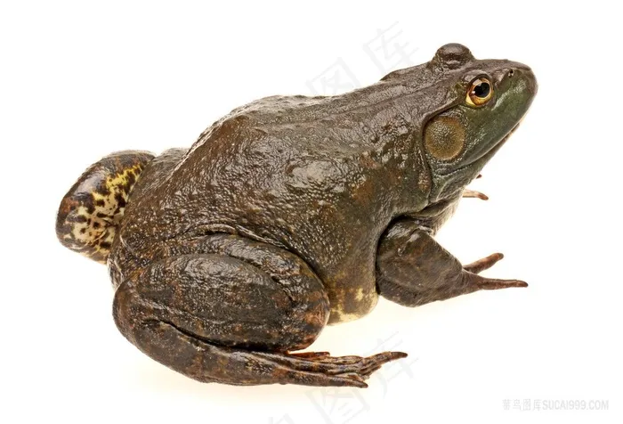 高清牛蛙摄影野生动物图片