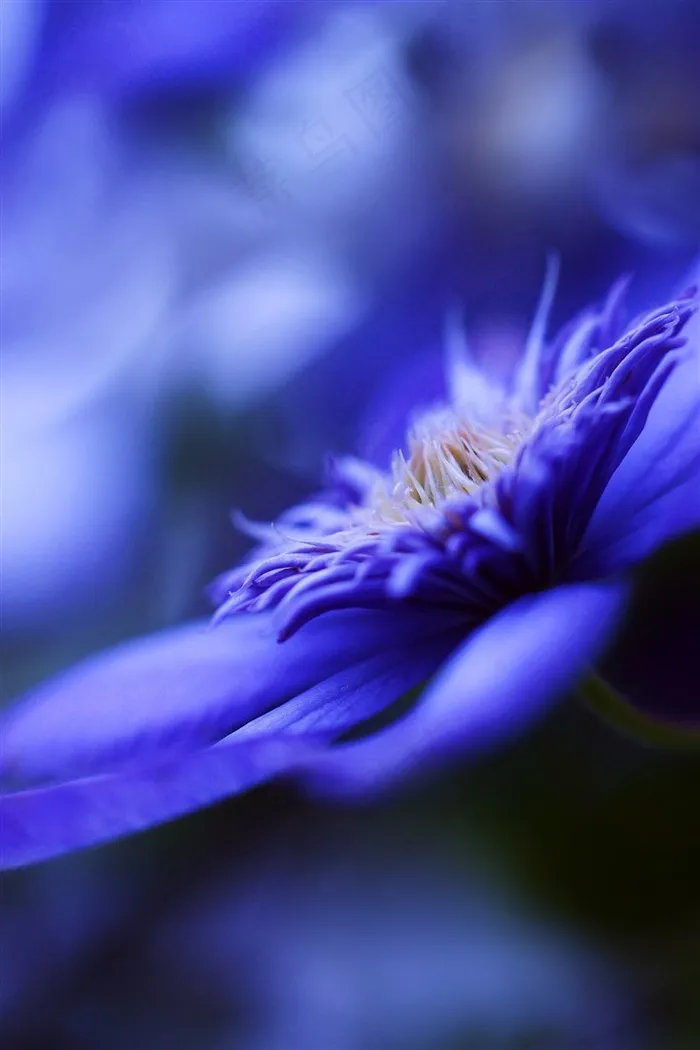 蓝色唯美花蕊鲜花图片