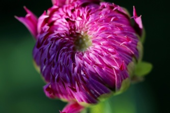 紫色娇琴纱花卉图片
