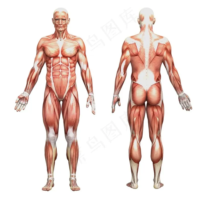 4K高清人体肌肉图片人体器官图