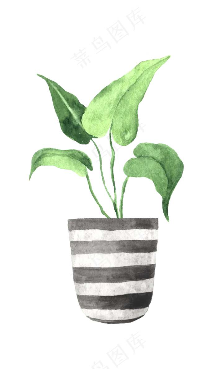水彩插画-植物31