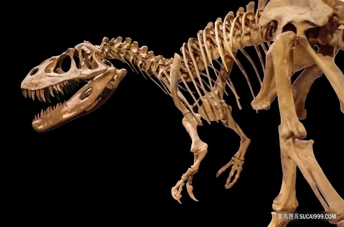 霸王龙长颈恐骨骼各种恐龙