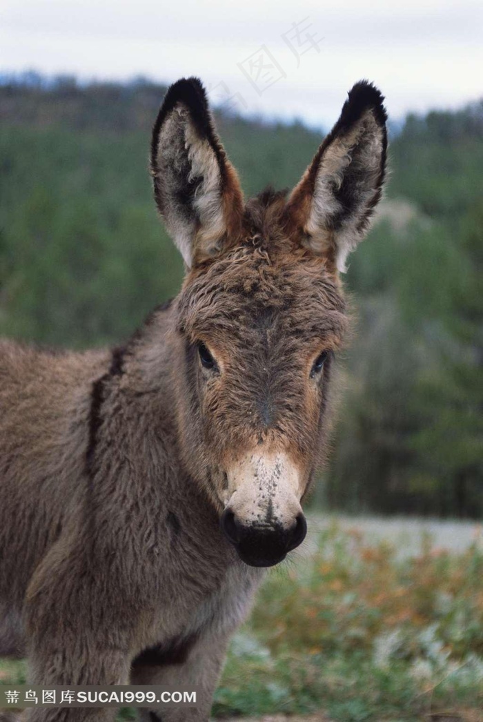 可爱的小毛驴
