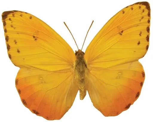 橙色蝴蝶PNG图像，蝴蝶免费下载免抠