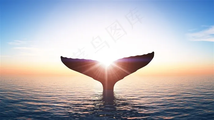 夕阳下的鲸鱼尾巴图片