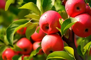 苹果果树摄影图