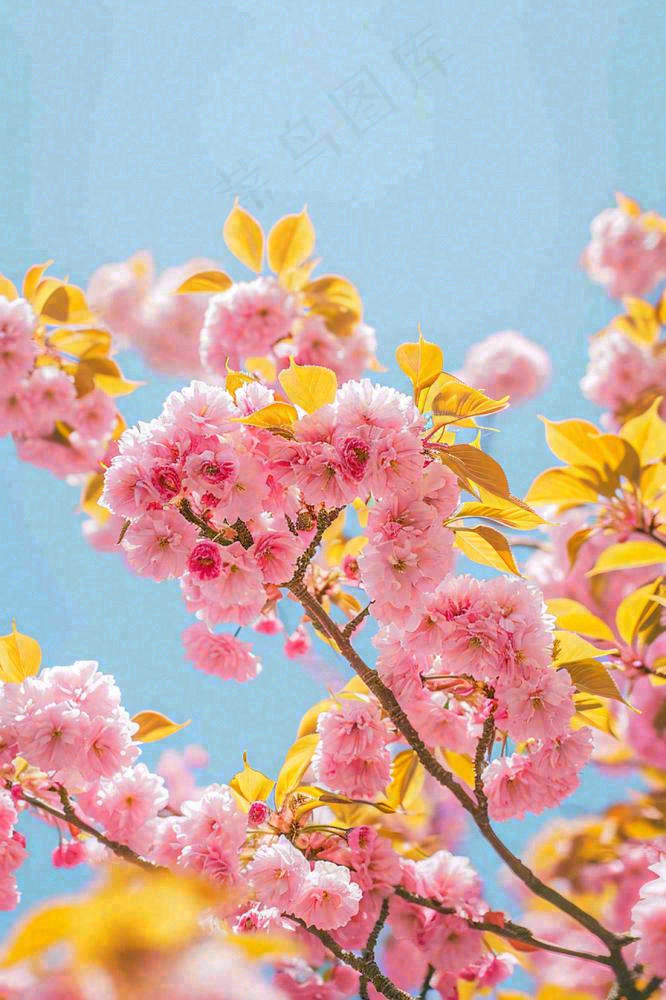 春天蓝天清新粉红桃花花朵树枝嫩叶，立春摄影图