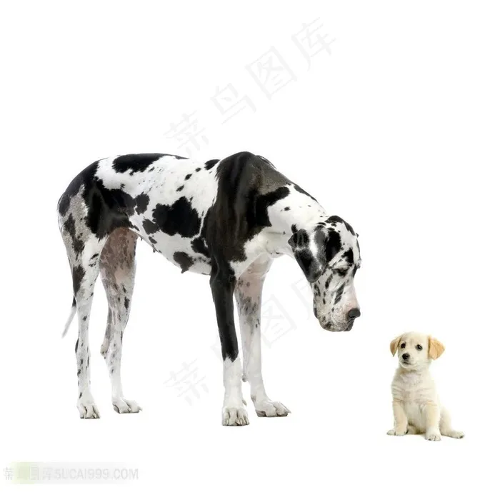 一只白色小狗和一只斑点大狗