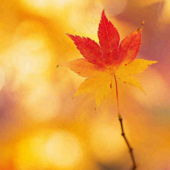 秋天秋意黄色落叶枫叶意境，秋分立秋摄影图