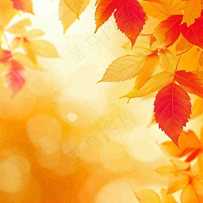 秋天秋意黄色落叶枫叶意境，秋分立秋摄影图