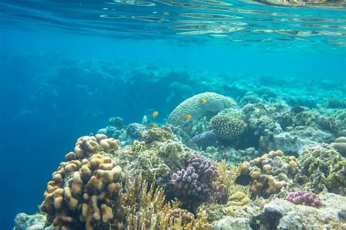 美丽的海底珊瑚景色高清摄影素材