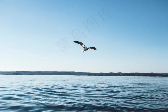 一只海鸥飞翔图片