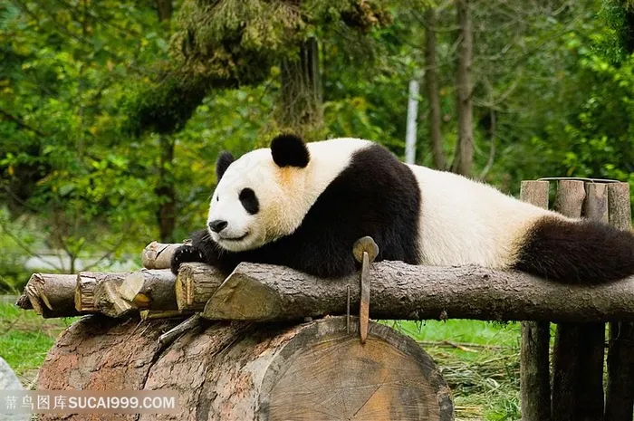 趴在木条上的大熊猫图片