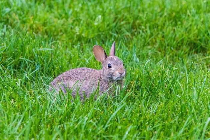 草丛一只灰兔子图片