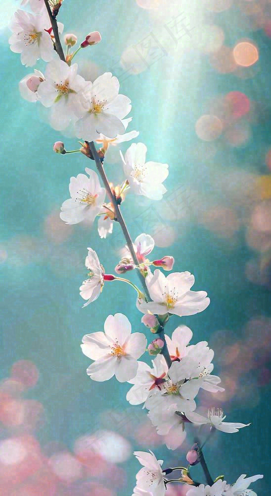 春天枝条上开满花朵，春分摄影图