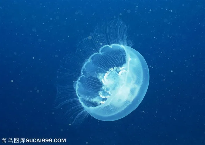 海底生物-在海底游动的水母