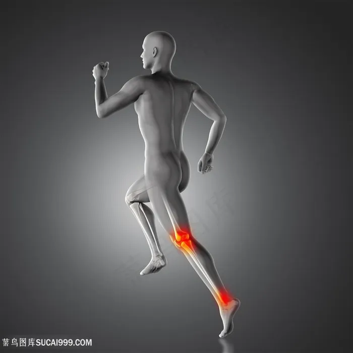 人体膝关节骨骼透视图片